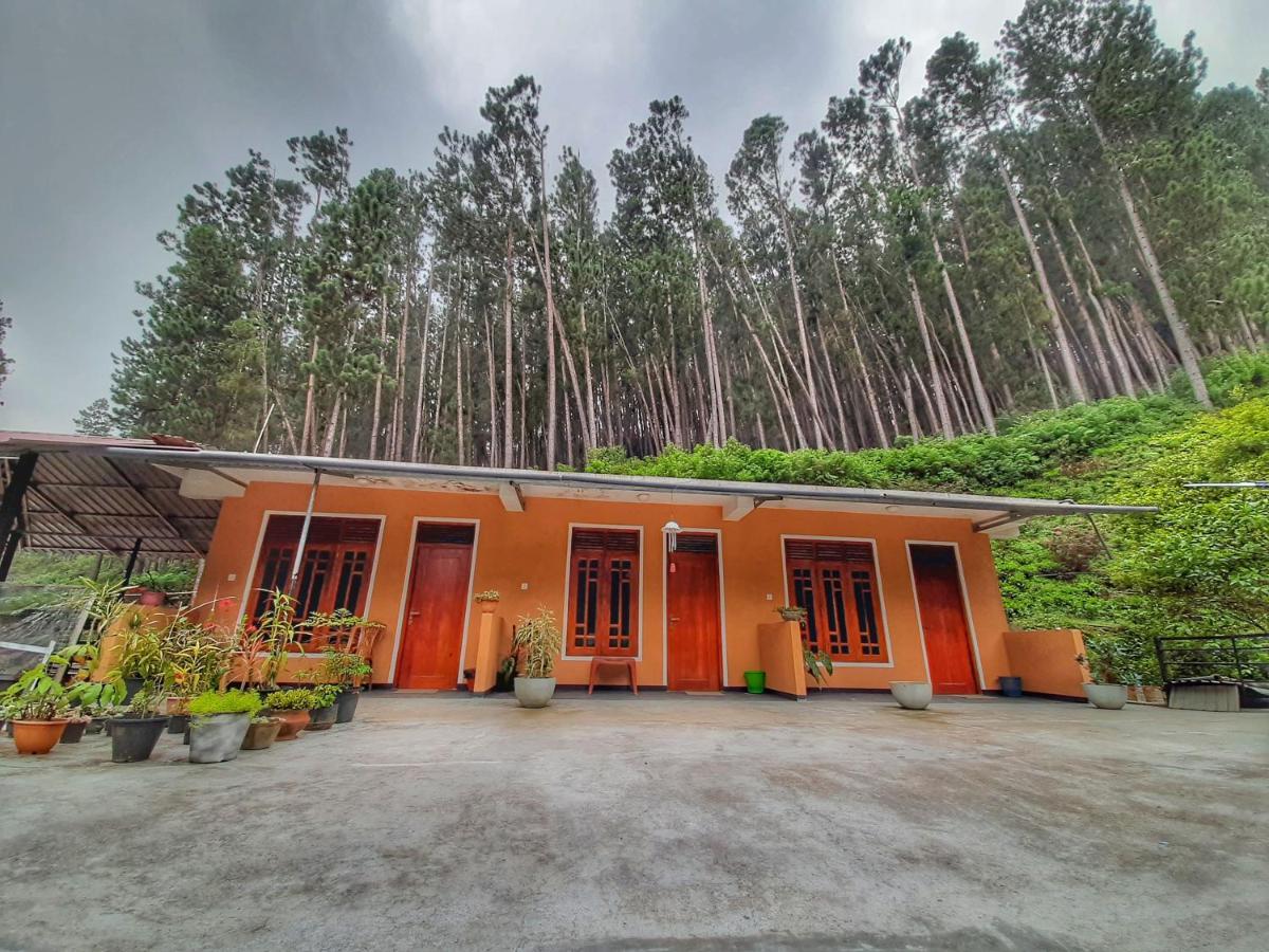 Pine Trees Homestay Nallathanniya Екстериор снимка